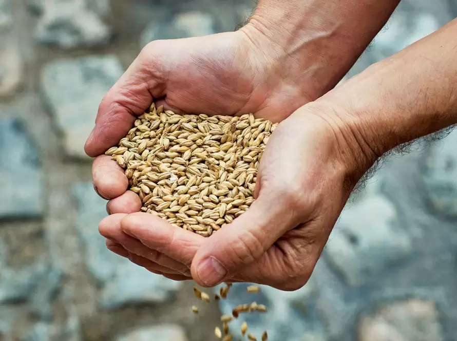 Malt Whisky Production