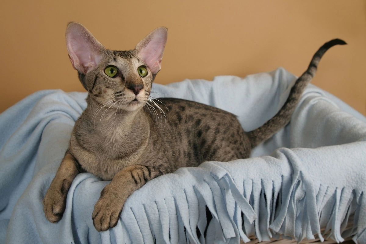 Oriental Shorthair Cat